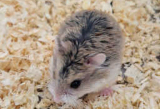 Baby female Roborovski dwarf