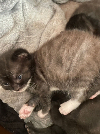 Kittens looking for a new home