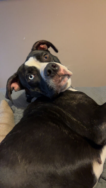 a female mixed staffordshire bull terrier mixed with a mastiff