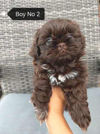 NOW ready for a new home Imperial Shih Tzu