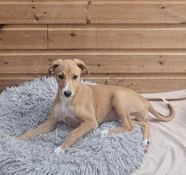 Gorgeous lurcher pup