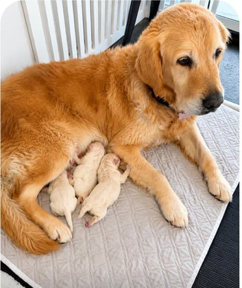 Golden retriever puppies - cream for sale