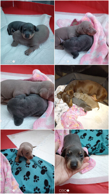 Stunning miniature dachshund