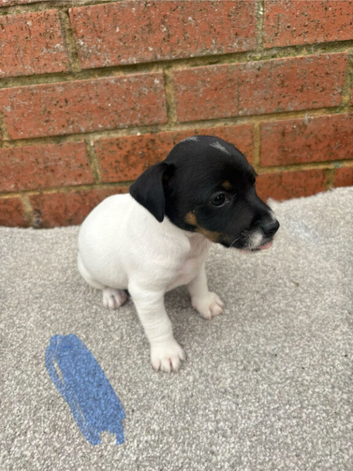 Miniture jack russell pups