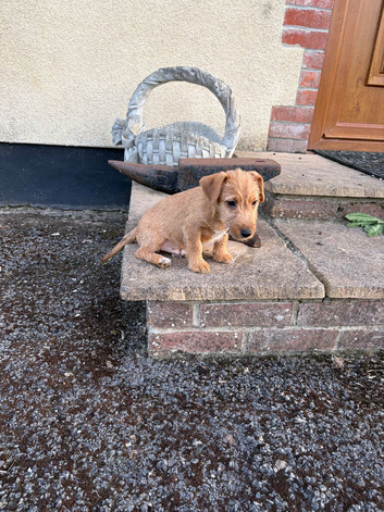 Jack Russel x Lakeland terrier