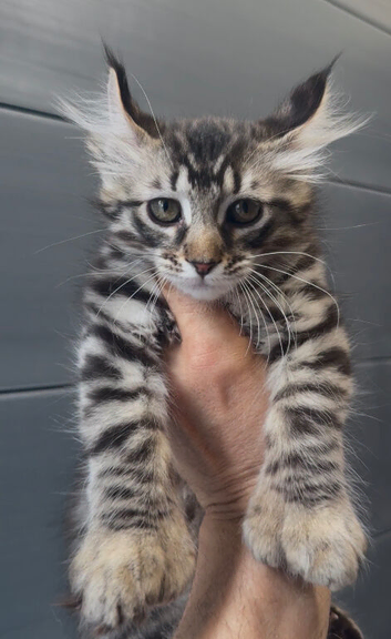 American curl kittens rare breed ready now