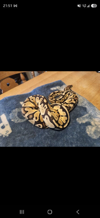 CB24 Pastel ball python