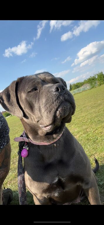 Beautiful  puppy cane corso ready to leave only 3 bitches left