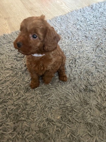 Beautiful f1b Cavapoos puppies