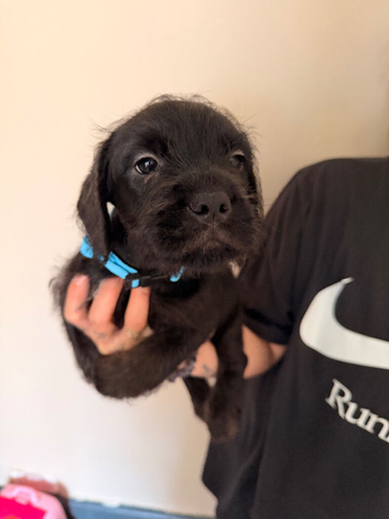 Frenchiepoo puppies