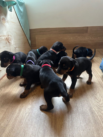 KC Registered Doberman Puppies