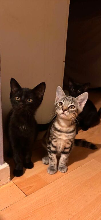 Kittens for sale