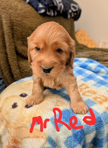 Stunning Cocker Spaniel Puppies &ndash; 2 Boys, 2 Girls Available