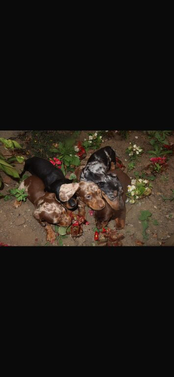 dashound&rsquo;s puppies