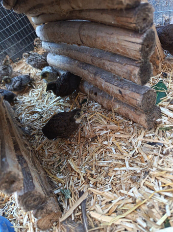 Bottom (chinese) quails