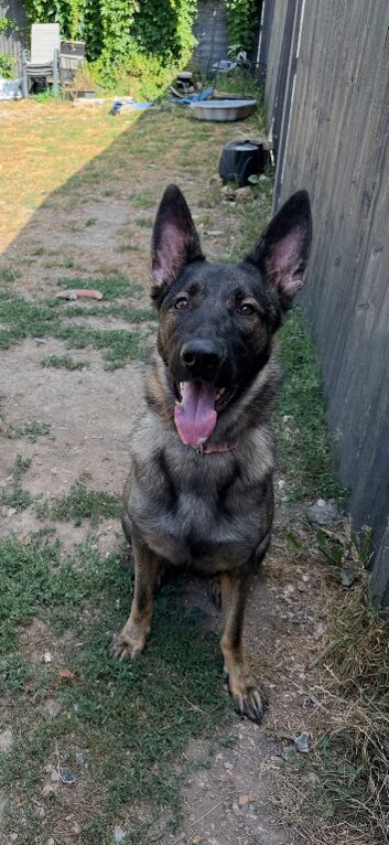 German Sheperd Puppy/ 13 month old Female