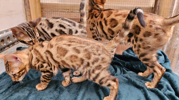 Cuddly Charity Donation **Breed Quality**