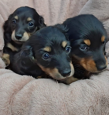 Miniature longhaired Dachshund puppies