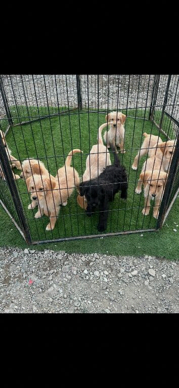 Stunning F1 golden doodles ready to leave now