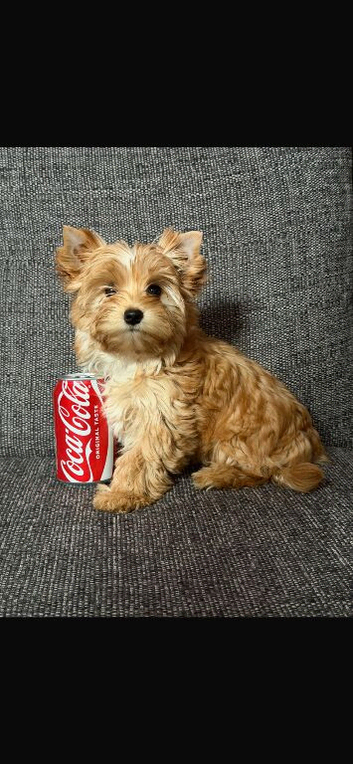 Teacup Yorkshire terrier kc