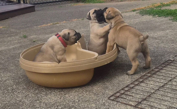 Beautiful 11 Weeks Old Bullmastiff Puppies Available