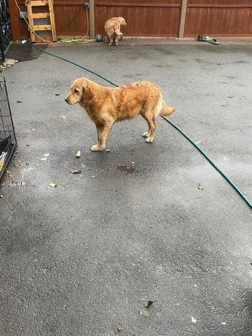 Ruby golden retriever girl