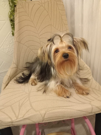 Mini yorkie boy