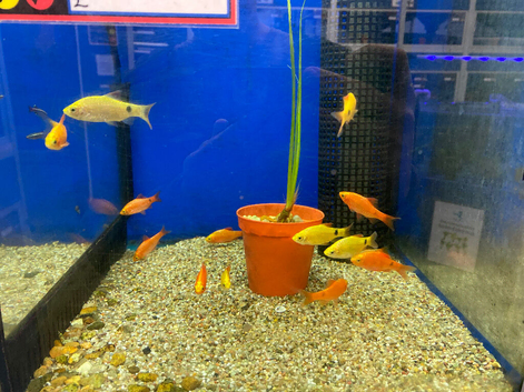 Rosy Barb (Pethia conchonius)