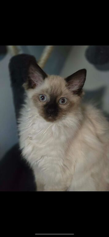Ragdolls kittens