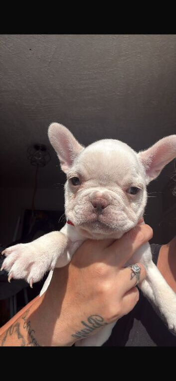 2 girl pups left out of a litter of 8