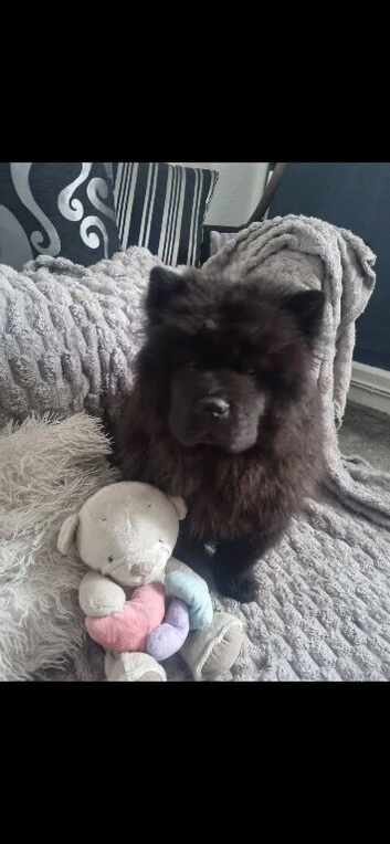 male chow chow