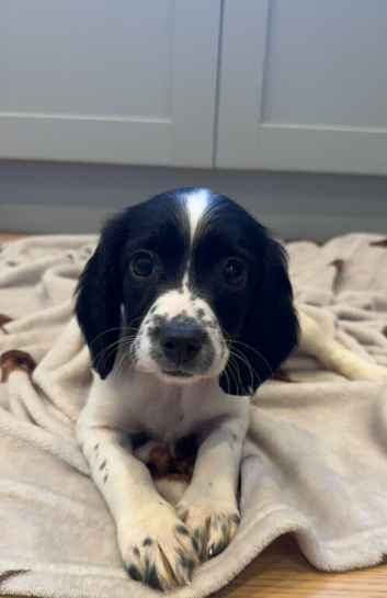 9 week old girl