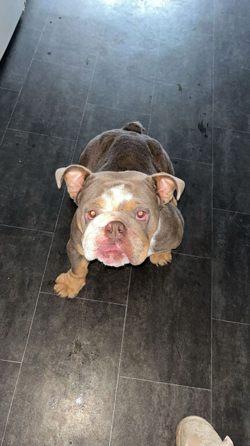 Girl English bulldog