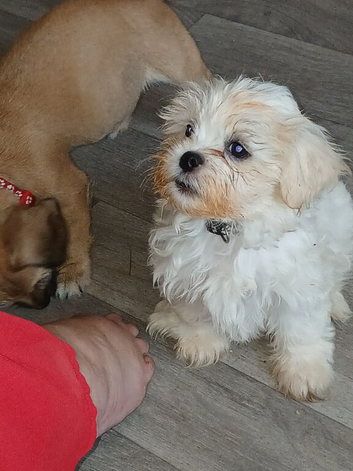 Cava-tzu x dachshund