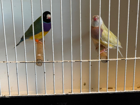 Gouldians for sale