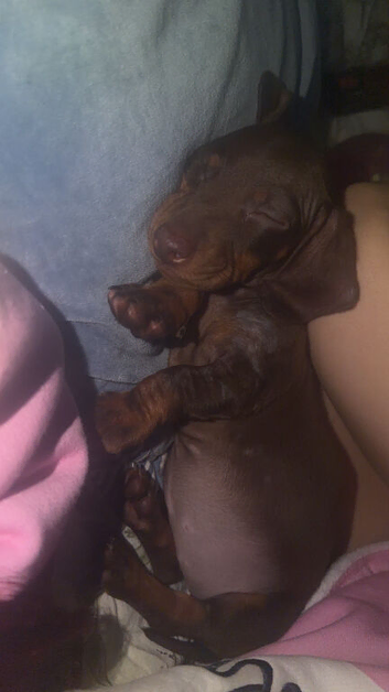Miniature dachshund