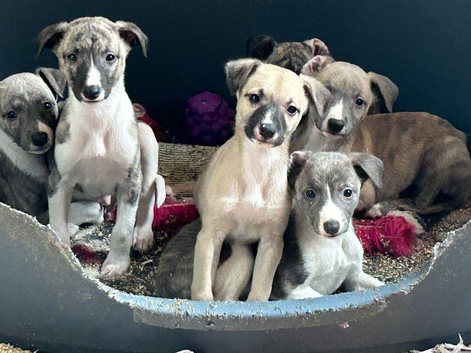 3 male puppies