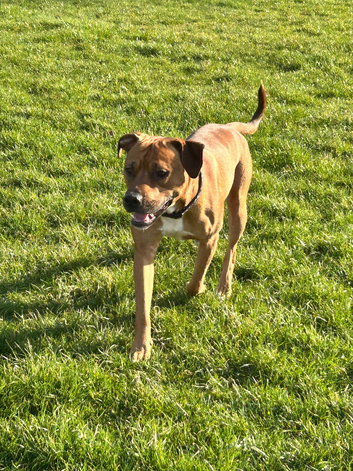 Milo the staffie cross