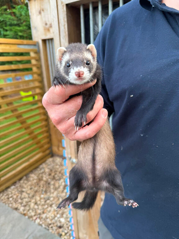 Female polecat / female ferret