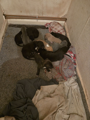 Puppies for sale