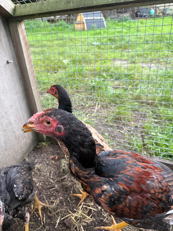 Game birds