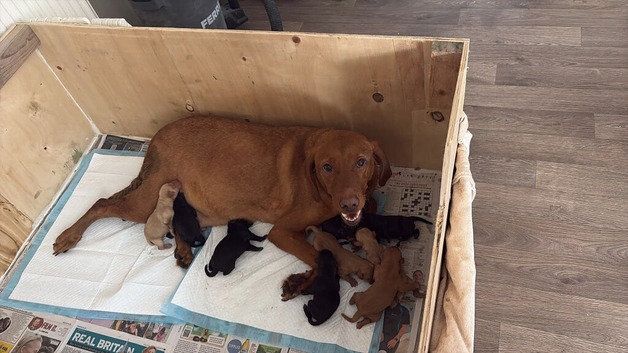 10 Labrador Puppies Mixed Colours