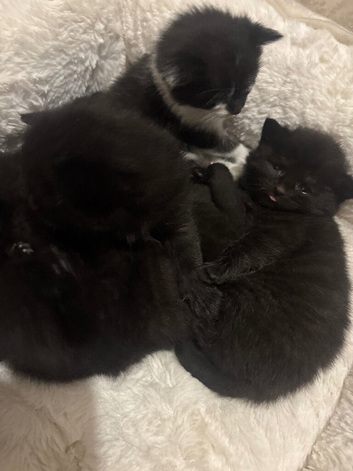 Mixed breed kittens
