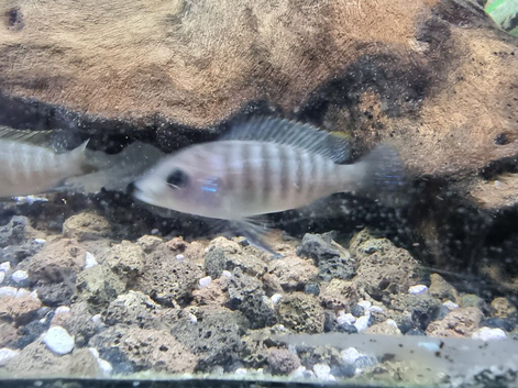 Peacock & Mbuna Cichlids