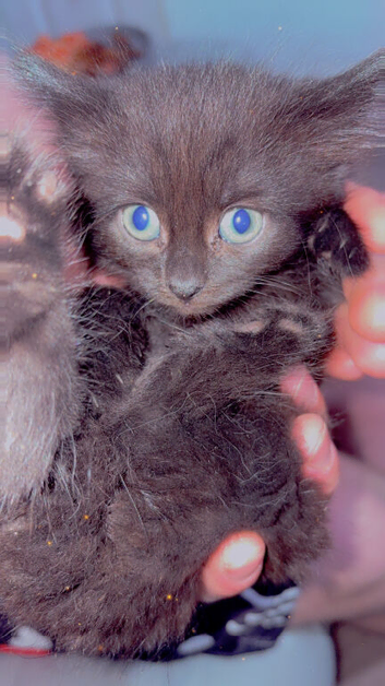 2 beautiful black and grey kittens