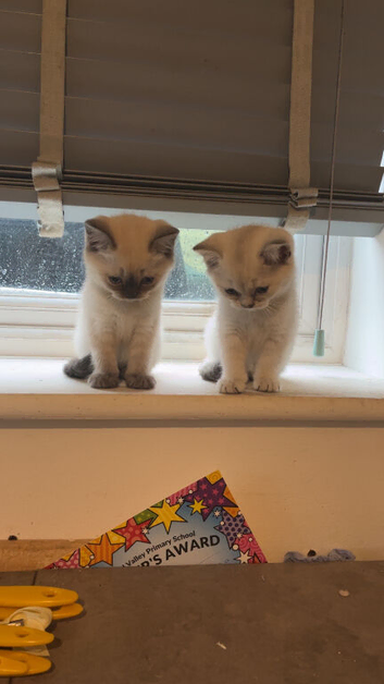 6 Beautiful British Shorthair Kittens &ndash;