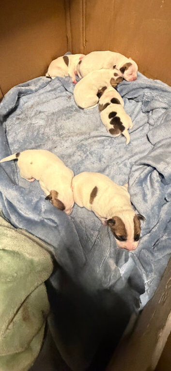 French Bulldog x Jack Russell puppies