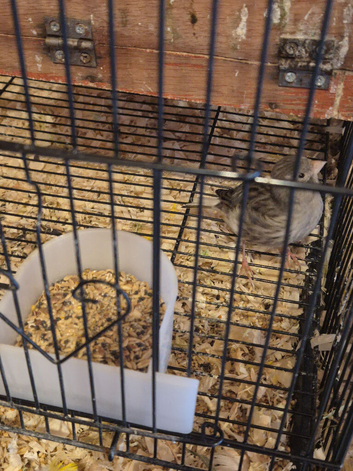 Canary