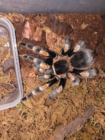 Adult Female B Hamorii