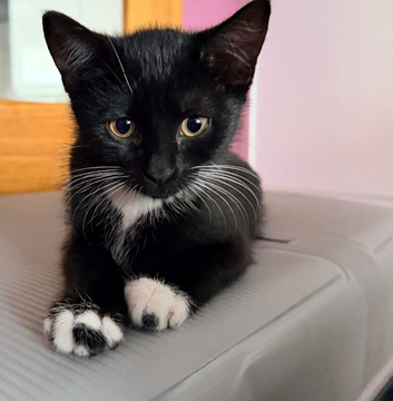 12 weeks old black and white boy